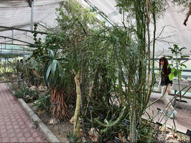Studentessa che visita l'interno della serra con piante tropicali