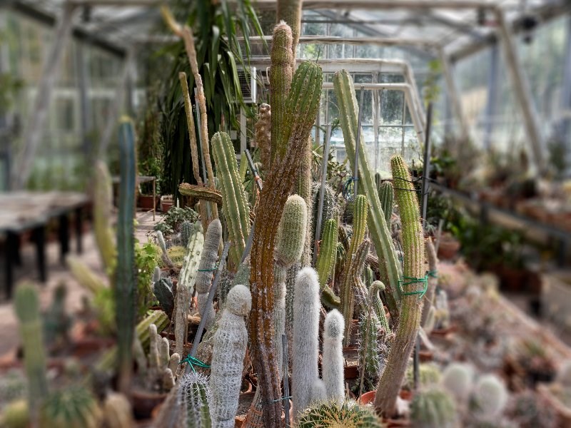 Dettaglio di piante succulenti all'interno della serra dell'Orto Botanico